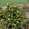Compact Oregon Grape Holly #5 - Image 2